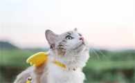 猫咪可以吃蛋糕上的奶油吗