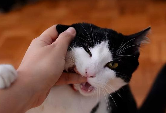 猫为什么会突然攻击撕咬主人怎么办