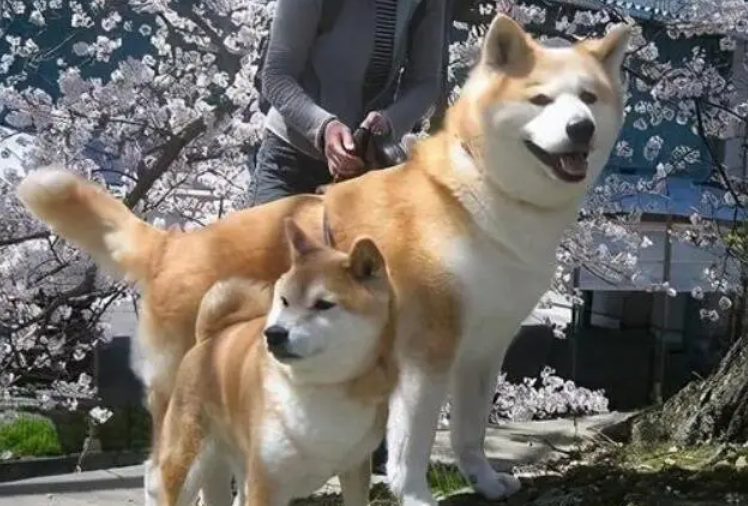 想知道柴犬VS秋田犬,到底哪个更忠诚吗? 想知道柴犬VS秋田犬,到底哪个更忠诚吗?