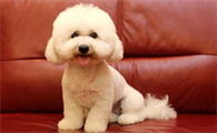 在饲养巨贵犬之前,还是来了解下它们的优点和缺点~