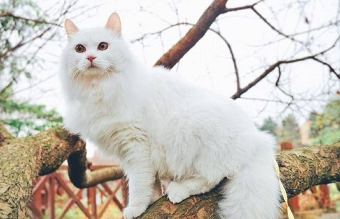 猫咪配完种回来还是叫怎么回事