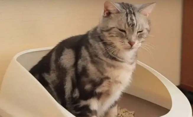 猫咪软便和拉稀的区别是什么?一文教你分辨 猫咪软便和拉稀的区别是什么?一文教你分辨