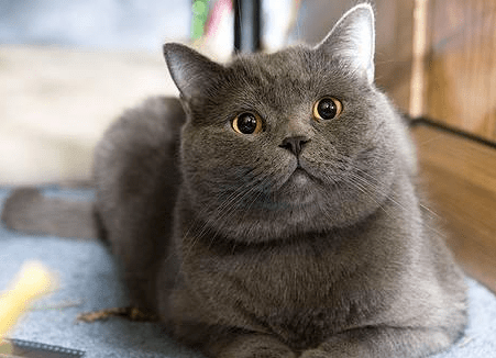 蓝猫不吃猫粮怎么回事儿 蓝猫不吃猫粮怎么回事儿