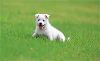 狗肚子上长黑斑是怎么回事