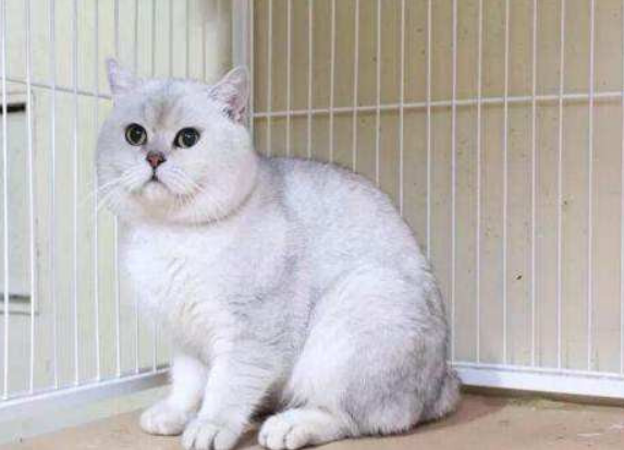 英短银渐层猫的缺点有哪些？快来瞧瞧