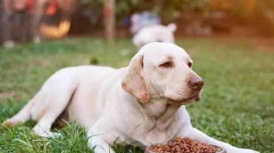 拉布拉多能当警犬吗?说出来你可能不信! 拉布拉多能当警犬吗?说出来你可能不信!