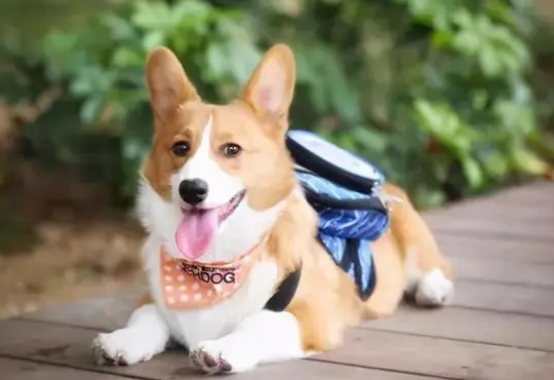 狗狗绝育好吗?狗绝育手术的利与弊