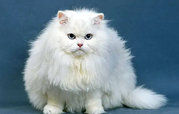 波斯猫吃什么 波斯猫吃什么