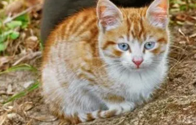 猫身上的跳蚤怎么彻底消灭
