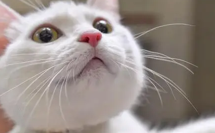 猫的胡子有什么作用 猫的胡子有什么作用