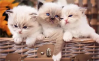 猫生完一个月又怀孕了怎么回事