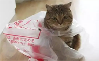 猫咪不小心误食了塑料袋怎么办