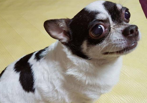 吉娃娃离世两个月后，给主人托梦，梦的背后暗藏什么玄机？