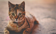 猫可以吃胡萝卜吗