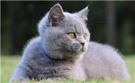 蓝猫价格多少钱一只