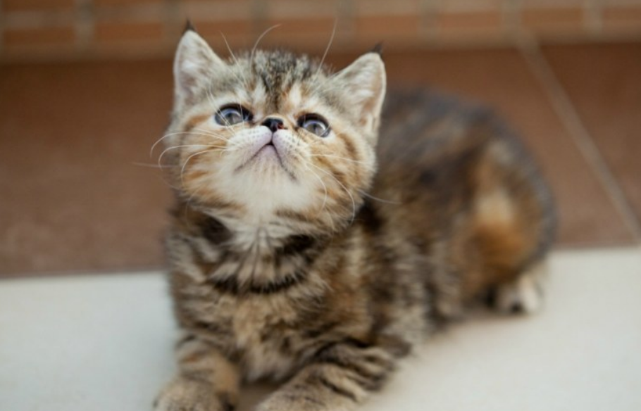 不清楚网红猫土豆是什么品种的猫?