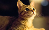 猫咪可以吃西瓜吗