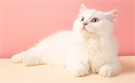 母猫涨奶硬块怎么办