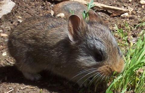 达乌尔鼠兔和草兔的区别有哪些,来看就知道了