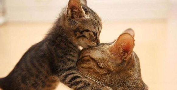 孕猫生产前流血多久才会生产