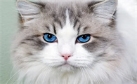 适合学生养的猫便宜点的猫多少钱