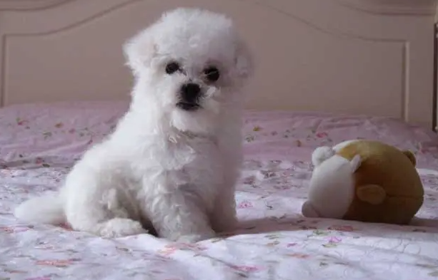 比熊犬适合老年人养吗?不知道的来这看看 比熊犬适合老年人养吗?不知道的来这看看