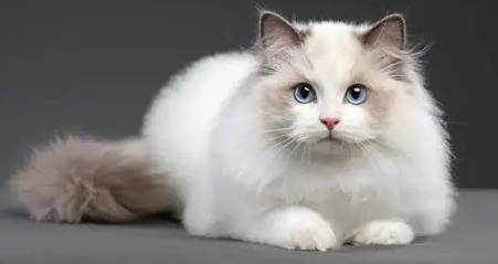 猫咪拉肚子脱水了怎么办