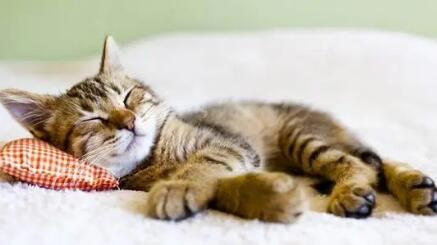 猫咪睡觉打鼾正常吗 猫咪睡觉打鼾正常吗
