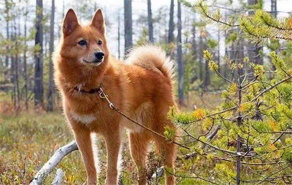 芬兰狐狸犬生存年限,你晓得吗?