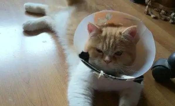 猫咪绝育前需要做什么准备？这几点一定要注意！