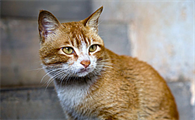 猫咪不到一公斤可以打疫苗吗