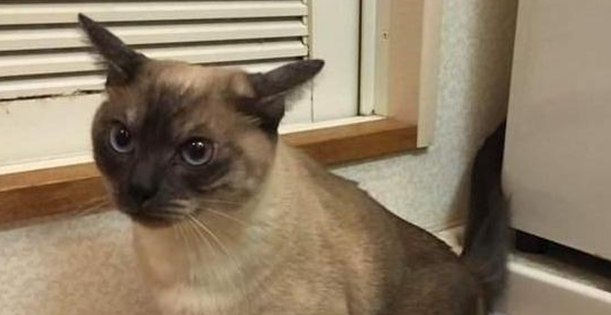 猫在家里到处撒尿怎么办 猫在家里到处撒尿怎么办