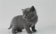 小猫什么时候断奶