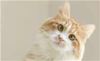 猫为什么一直低声哼唧