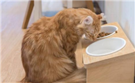小猫不好好吃猫粮怎么办