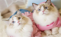 布偶猫怎么看品相