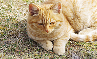 猫咪打完狂犬多久可以洗澡了