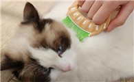 为什么不建议养布偶猫