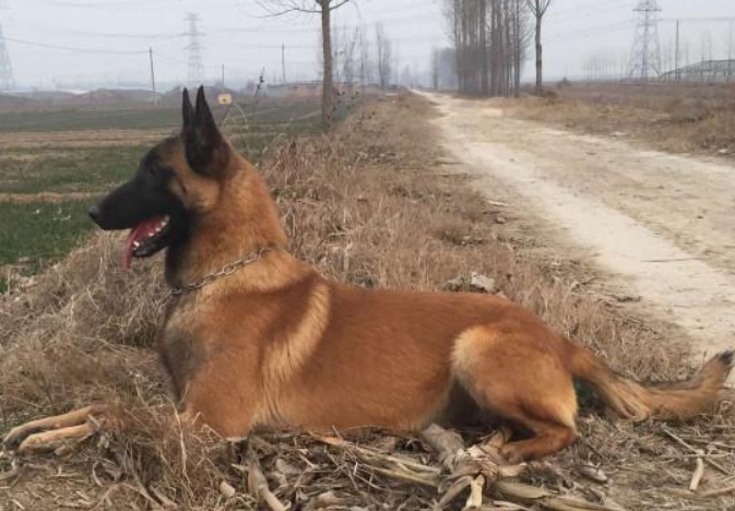 马犬可以长多大?多重?多高? 马犬可以长多大?多重?多高?