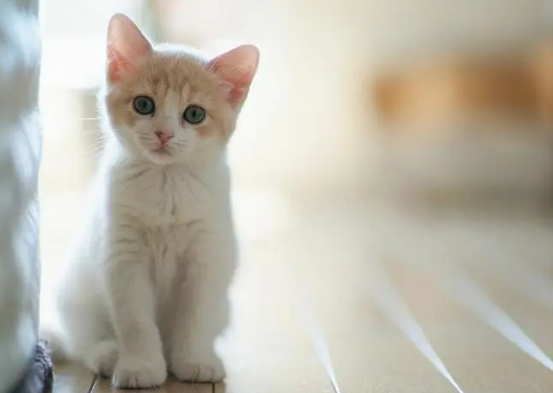 适合学生养的猫便宜点