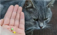 一个月的猫身上有跳蚤怎么办