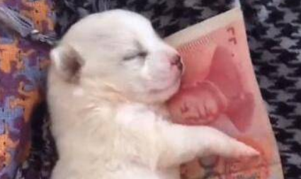 小伙养了一只宠物狗，一天狗狗抱着一张钱睡觉，让人哭笑不得