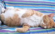 猫怀孕有孕吐反应吗