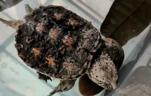鳄龟为什么突然死了,原因竟然是这个! 鳄龟为什么突然死了,原因竟然是这个!