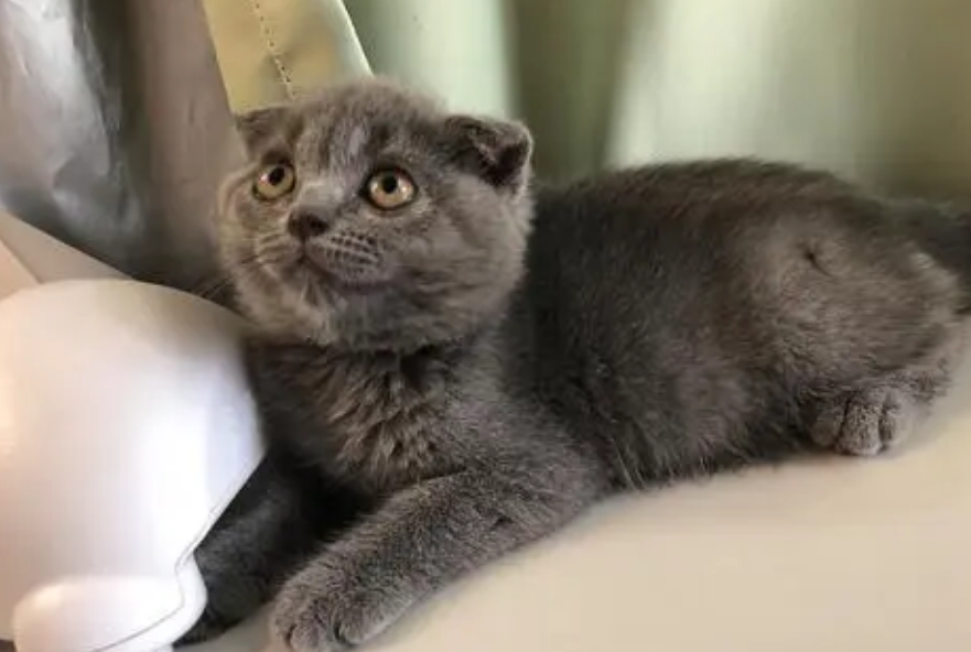 你们说，卷耳蓝猫是不是英短？