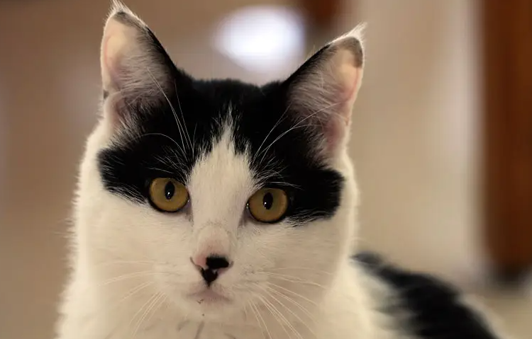 猫一直吐猫粮是什么原因