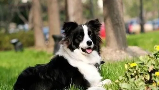 一起来看看边牧是中型犬还是大型犬~
