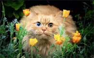 猫咪结膜炎好转的表现有哪些