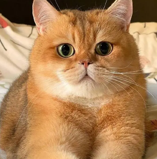 英短猫多少钱