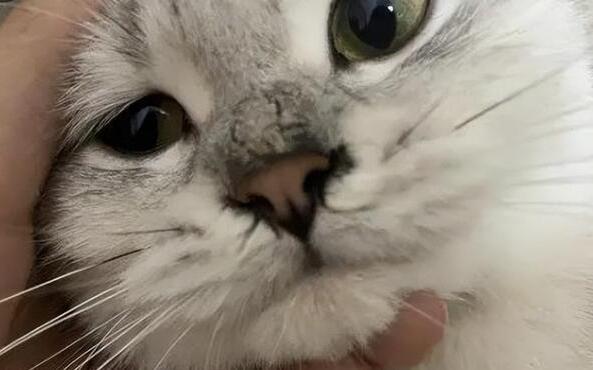 猫咪呼吸有鼻涕声是怎么了